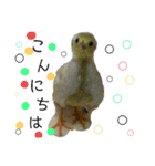 うずらサン。（個別スタンプ：11）