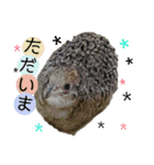うずらサン。（個別スタンプ：12）