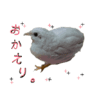 うずらサン。（個別スタンプ：14）