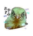 うずらサン。（個別スタンプ：15）