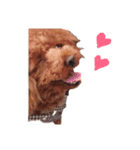 No Dog No Life.（個別スタンプ：4）