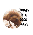 No Dog No Life.（個別スタンプ：5）