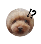 No Dog No Life.（個別スタンプ：8）