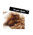 No Dog No Life.（個別スタンプ：12）