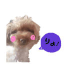 No Dog No Life.（個別スタンプ：13）