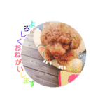 No Dog No Life.（個別スタンプ：17）