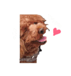 No Dog No Life.（個別スタンプ：23）