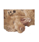 No Dog No Life.（個別スタンプ：27）