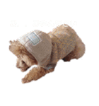 No Dog No Life.（個別スタンプ：30）