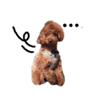 No Dog No Life.（個別スタンプ：31）
