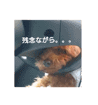No Dog No Life.（個別スタンプ：34）