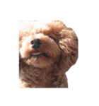 No Dog No Life.（個別スタンプ：35）