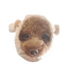 No Dog No Life.（個別スタンプ：37）