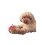 No Dog No Life.（個別スタンプ：38）