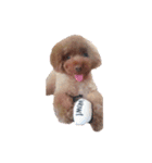 No Dog No Life.（個別スタンプ：39）