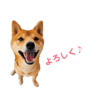 ゴン太さん③（個別スタンプ：1）