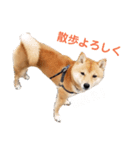 ゴン太さん③（個別スタンプ：2）