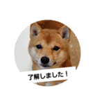 ゴン太さん③（個別スタンプ：4）