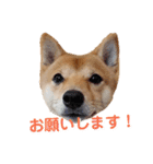 ゴン太さん③（個別スタンプ：7）