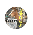 くまウマスタンプ 1（個別スタンプ：1）