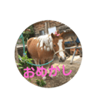 くまウマスタンプ 1（個別スタンプ：4）