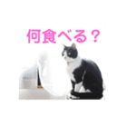 ほのぼのニャンズ1（個別スタンプ：1）