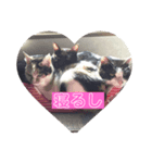 ほのぼのニャンズ1（個別スタンプ：2）