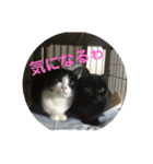 ほのぼのニャンズ1（個別スタンプ：4）