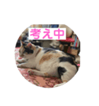 ほのぼのニャンズ1（個別スタンプ：5）