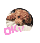 myココスタンプ（個別スタンプ：1）