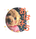 myココスタンプ（個別スタンプ：5）