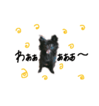 pom  stamp（個別スタンプ：5）