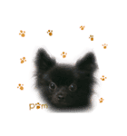 pom  stamp（個別スタンプ：14）