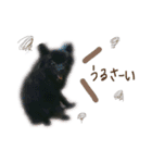 pom  stamp（個別スタンプ：15）