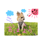 Ohanaのスタンプ（個別スタンプ：5）