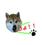 柴犬マメの気持ち(1)（個別スタンプ：3）