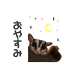 フクロモモンガのぽんすたんぷ（個別スタンプ：6）