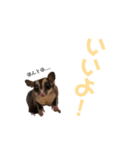 フクロモモンガのぽんすたんぷ（個別スタンプ：16）