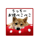 柴犬つむぎ ～うっちーが使うスタンプ～（個別スタンプ：35）