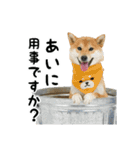 柴犬つむぎ ～あいが使うスタンプ～（個別スタンプ：2）