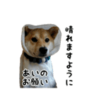 柴犬つむぎ ～あいが使うスタンプ～（個別スタンプ：10）