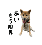 柴犬つむぎ ～あいが使うスタンプ～（個別スタンプ：21）