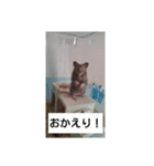 ハムスターらぶりん（個別スタンプ：8）