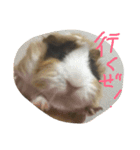 もるたろーの帰還（個別スタンプ：2）