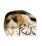 もるたろーの帰還（個別スタンプ：5）