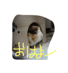 もるたろーの帰還（個別スタンプ：6）