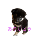 ゆずちゃんはるちゃんスタンプ（個別スタンプ：2）