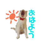 保護猫ユキと保健所猫うみ（個別スタンプ：3）