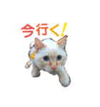 保護猫ユキと保健所猫うみ（個別スタンプ：5）