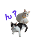 保護猫ユキと保健所猫うみ（個別スタンプ：7）